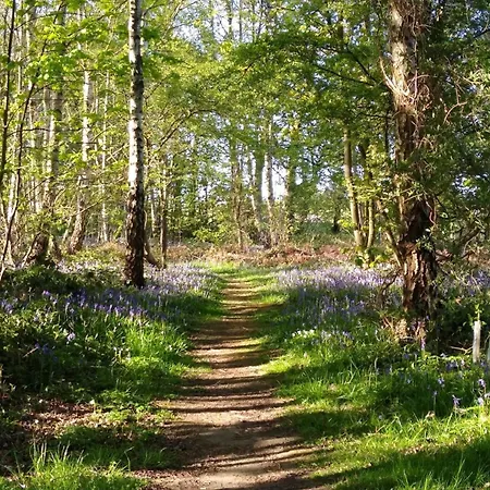 Hytte Hollicarrs - White Rose *