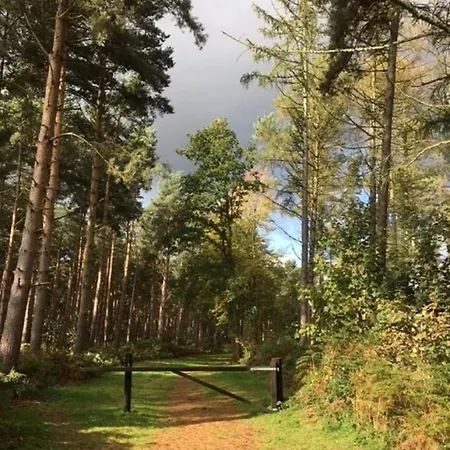 Hytte Hollicarrs - White Rose *