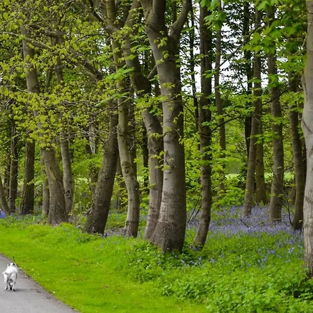 Hollicarrs - White Rose