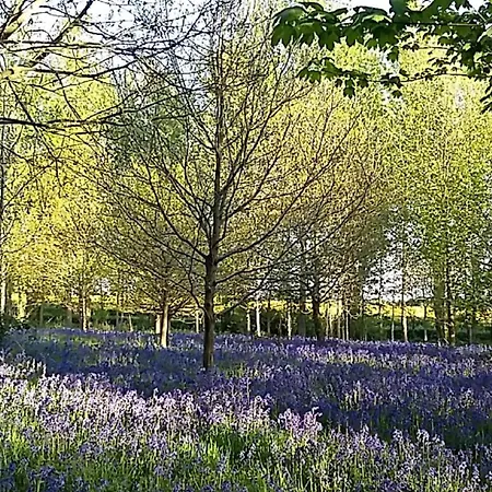 Hollicarrs - White Rose * Riccall