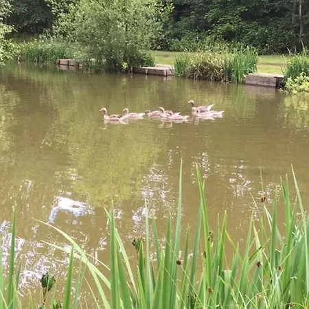 Hollicarrs - White Rose